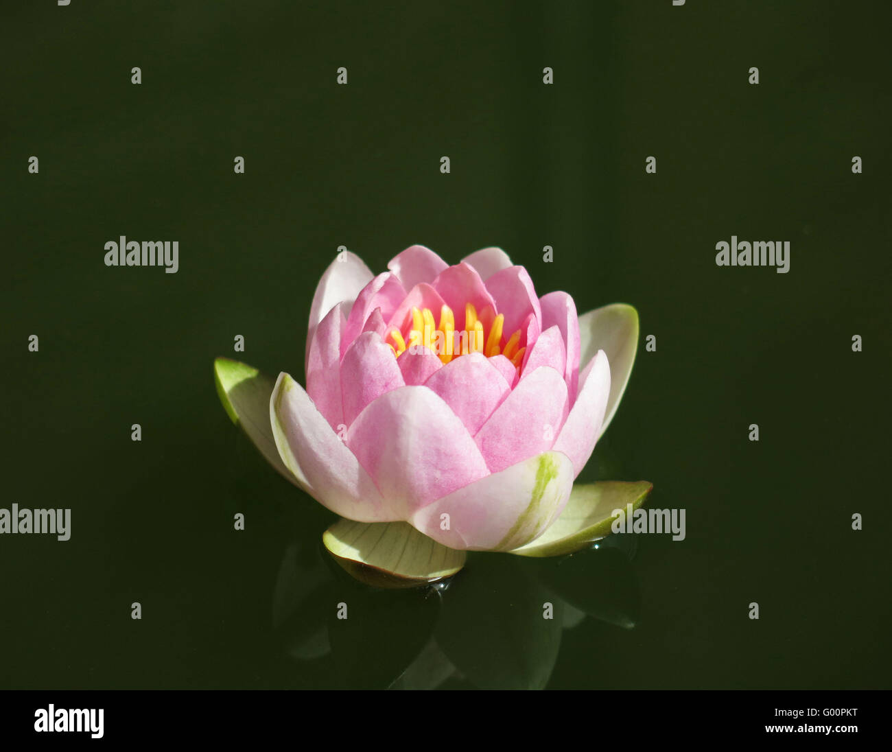 A single water lily in a still garden pond in Gloucestershire Stock Photo