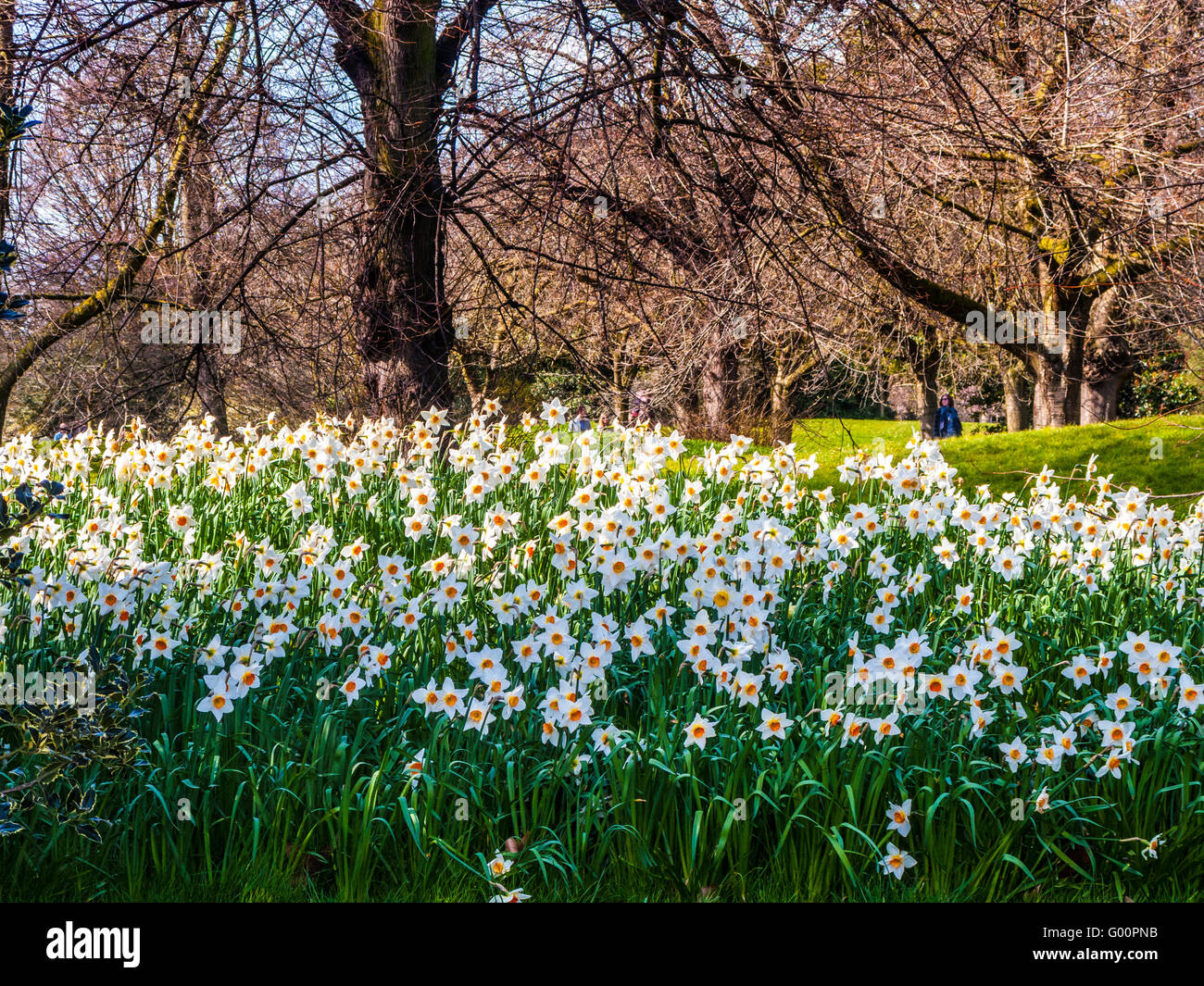Display of Daffodils, Kensington Gardens, London Stock Photo