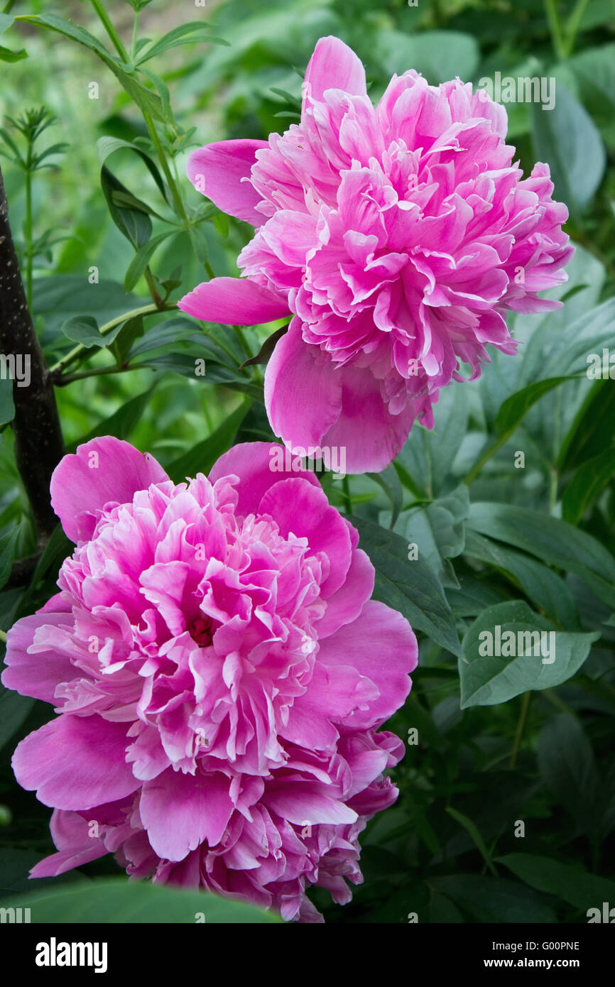 Pink peony flower in nature hi-res stock photography and images - Alamy