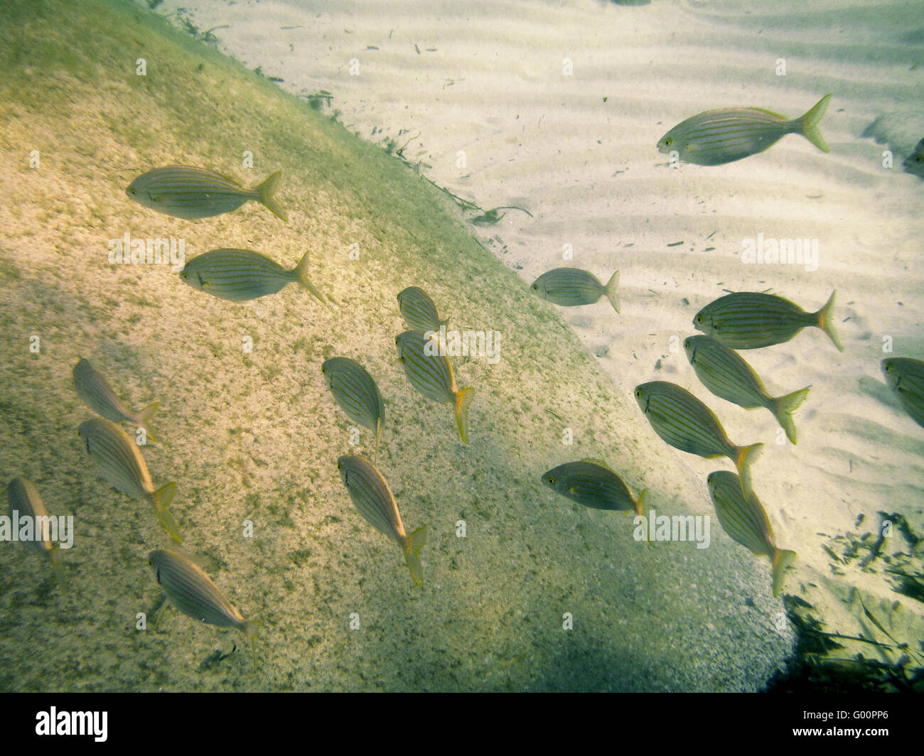 Sardinia Underwater Life Stock Photo