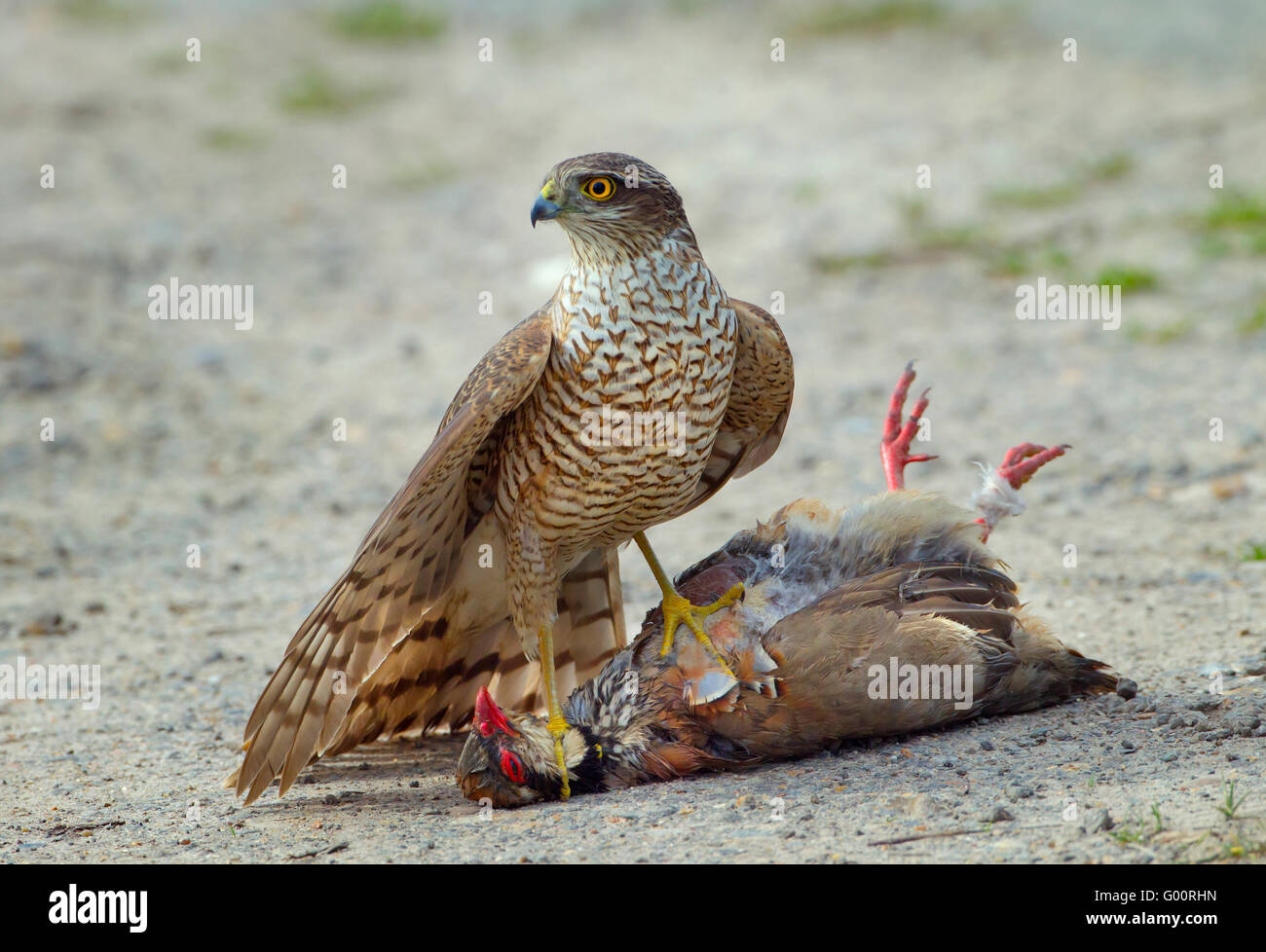 Sparrow Hawk Accipiter nisus eating a road kill Redlegged Partridge