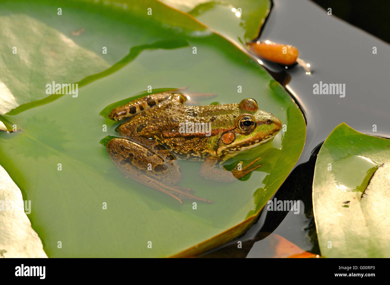 Schilf im teich hires stock photography and images Alamy