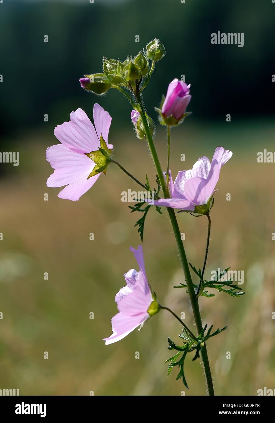 Malvia moschata Stock Photo