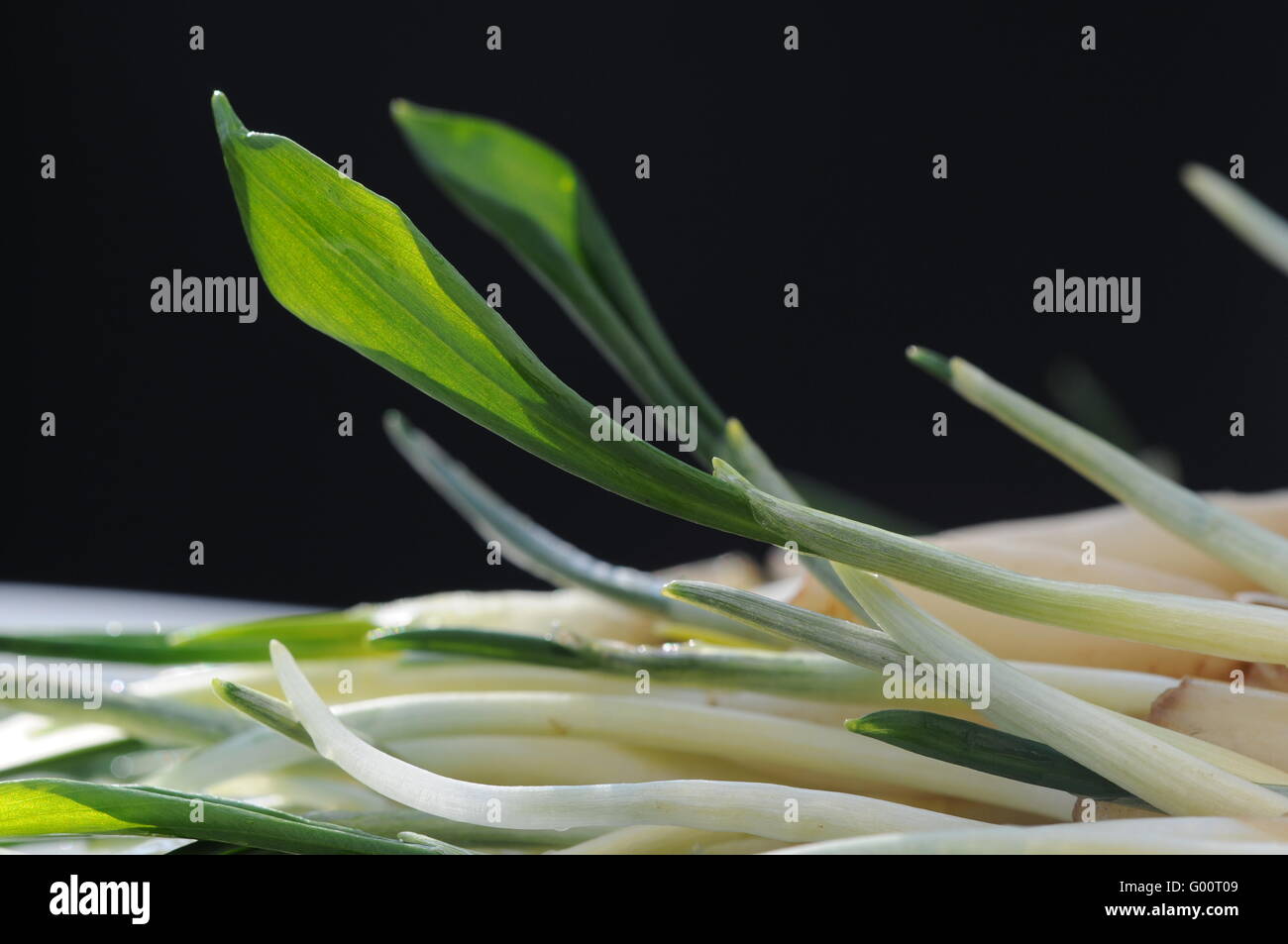 Ramson leafs Stock Photo