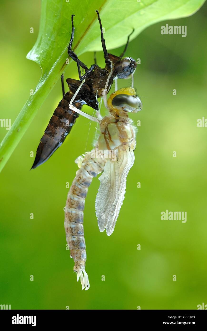 Metamorphosis Stock Photo - Alamy