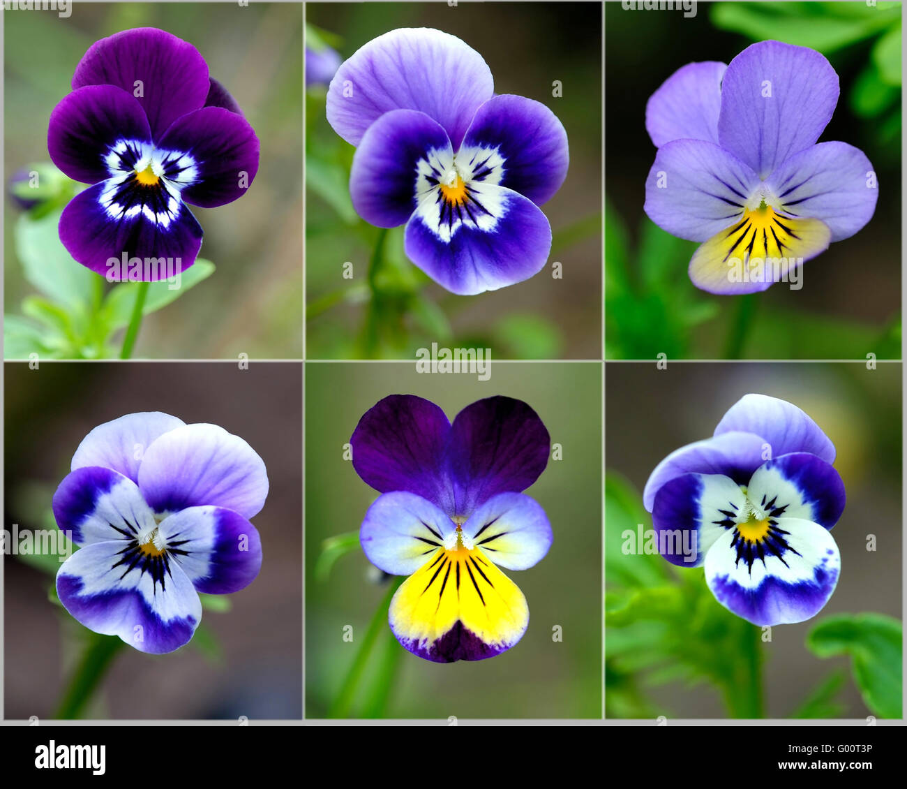 Mini Violet Stock Photo