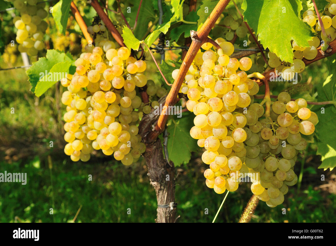 Sweet grapes Stock Photo