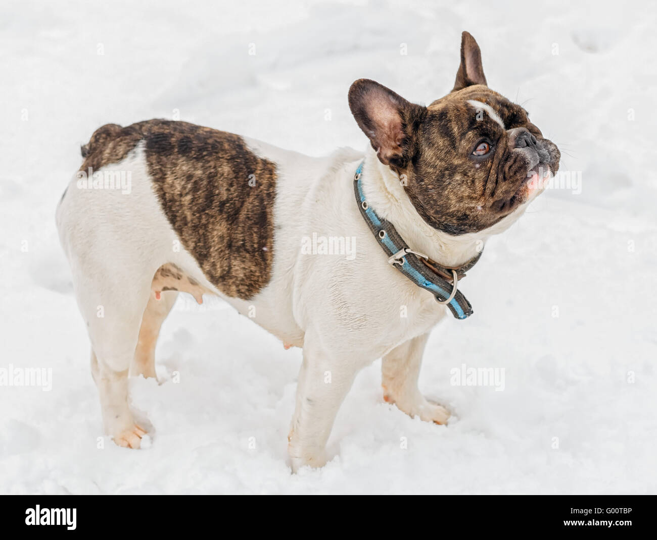 French Bulldog on snow. Stock Photo