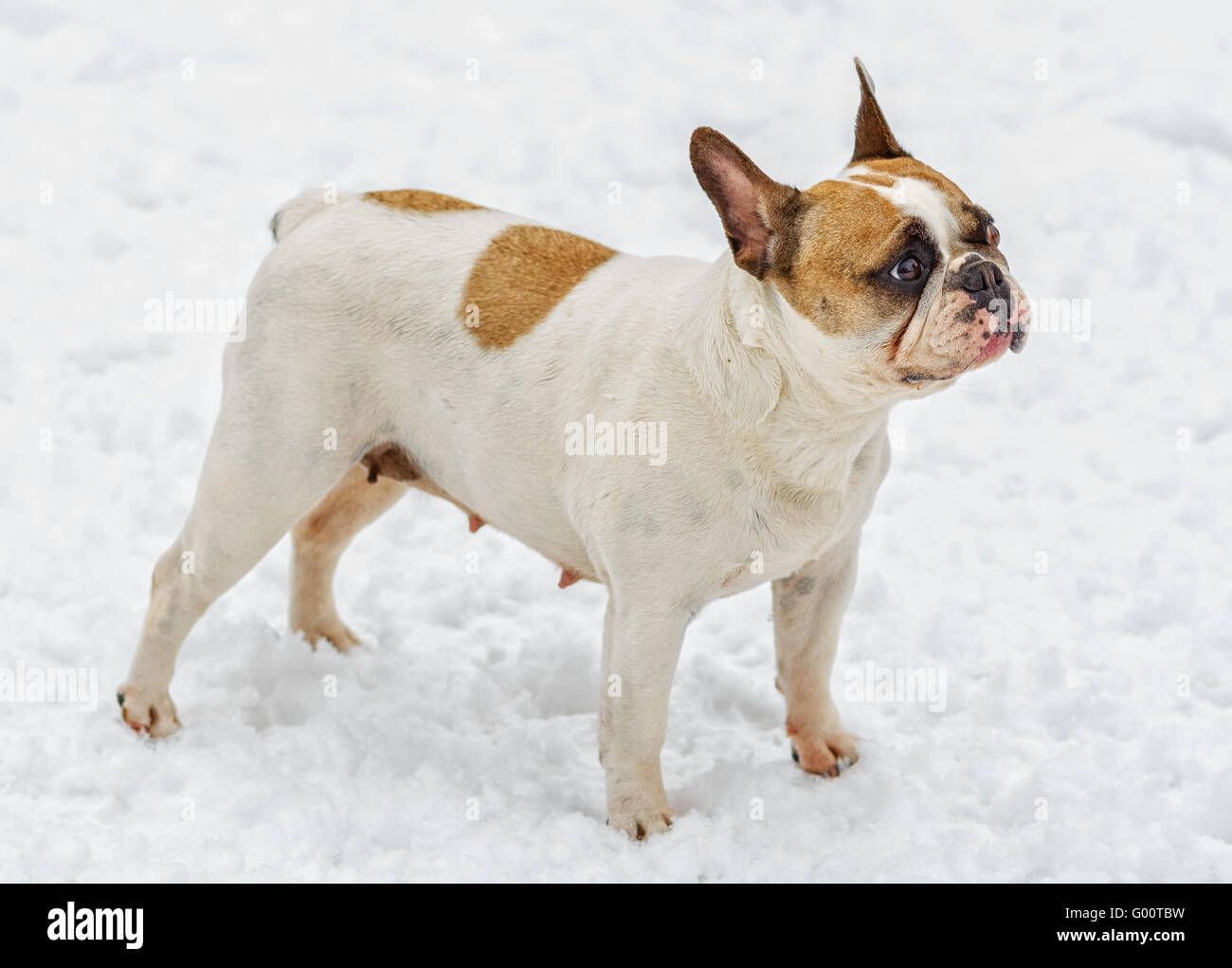 French Bulldog on snow. Stock Photo