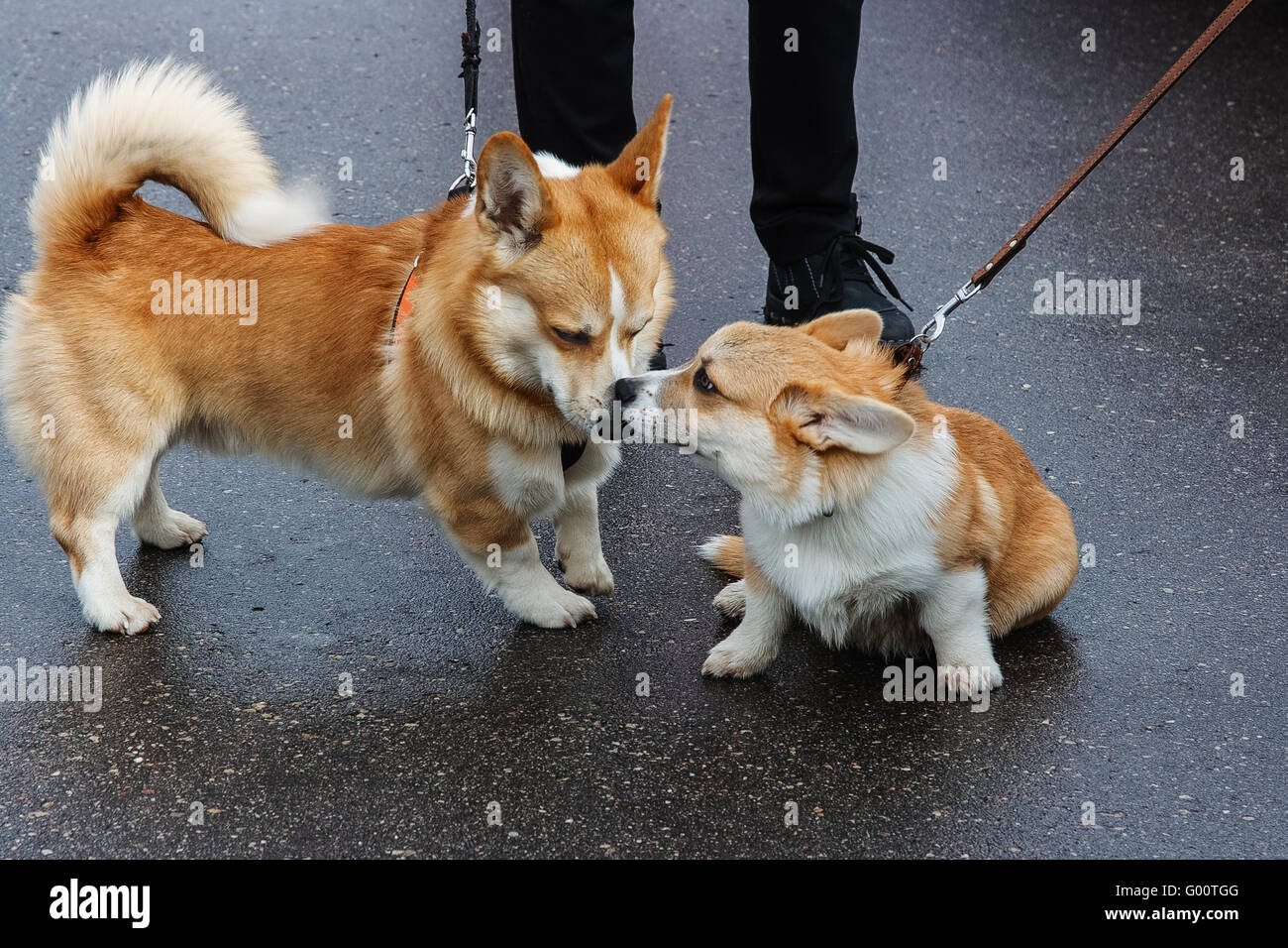 Close up welsh corgi hi-res stock photography and images - Alamy