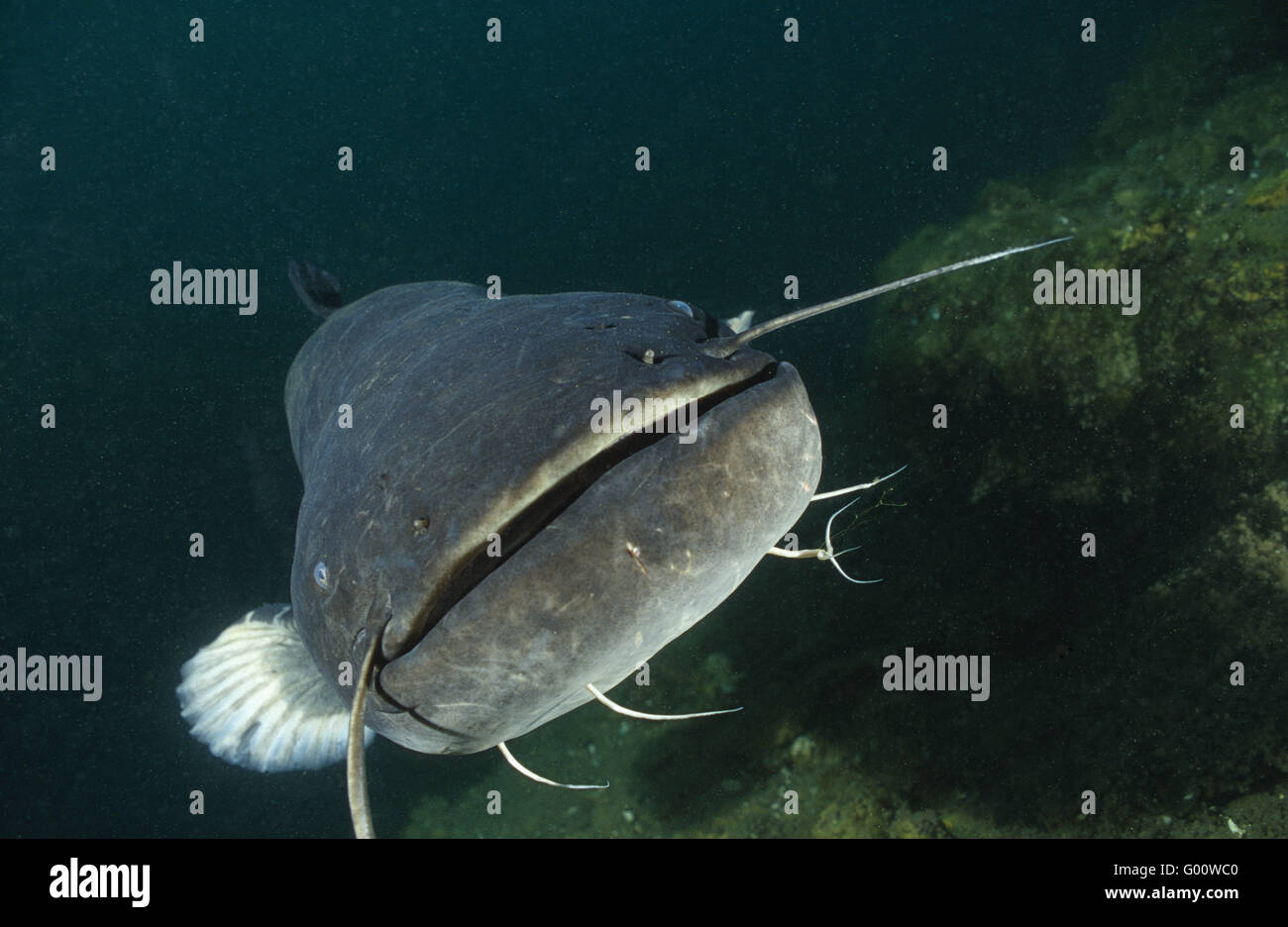 Catfish eggs hires stock photography and images Alamy
