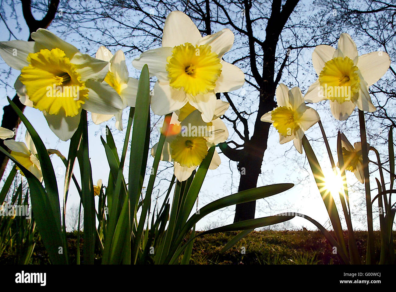 Daffodils Stock Photo