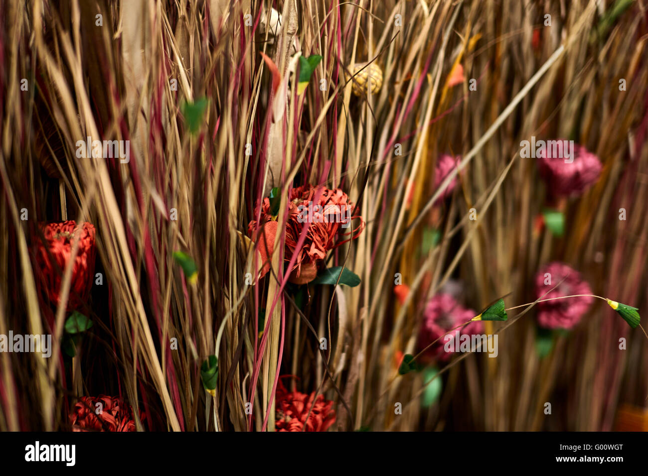 Tall natural fiber dried grasses and dried flowers in a row Stock Photo