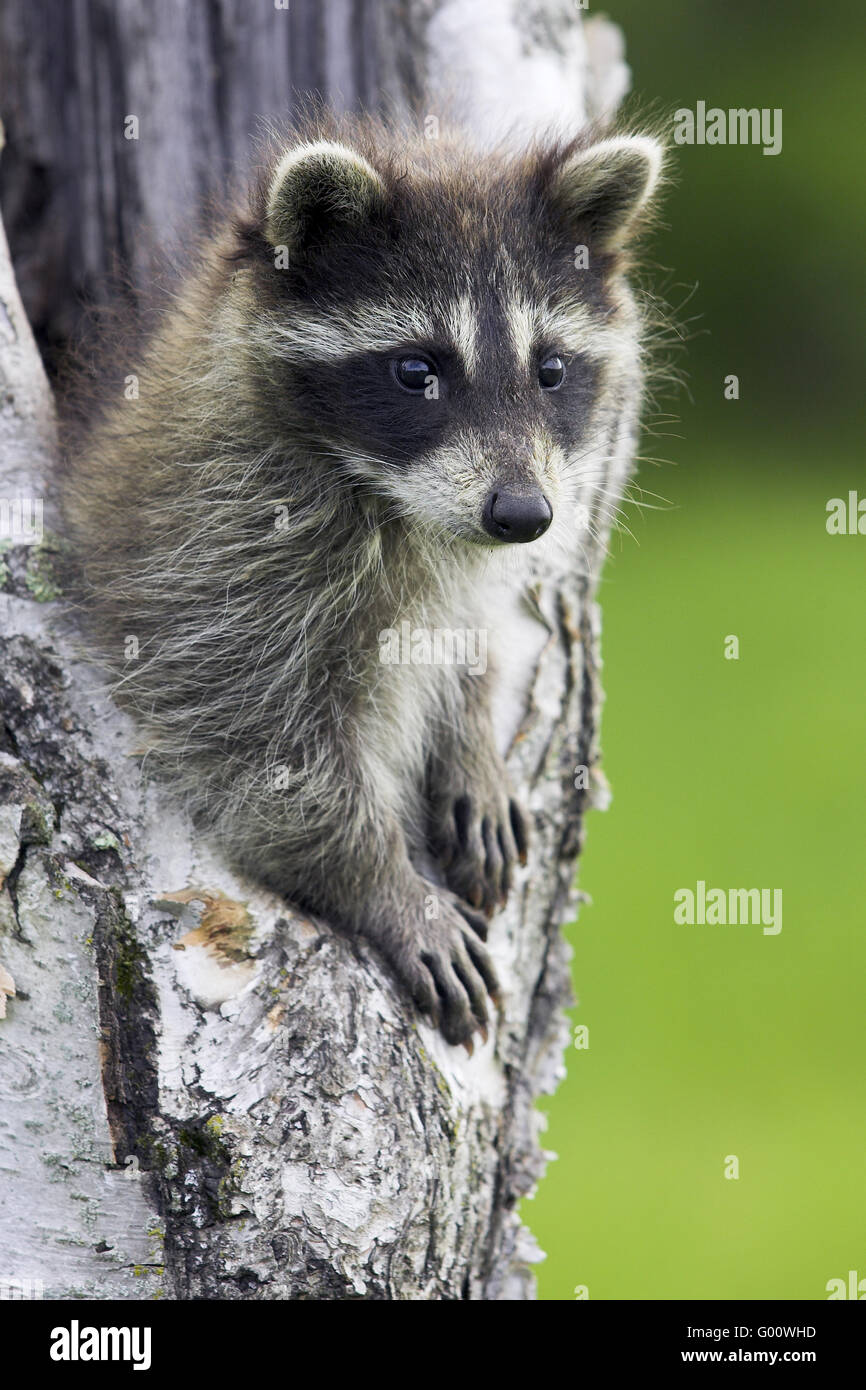 Raccoon pups hi-res stock photography and images - Alamy