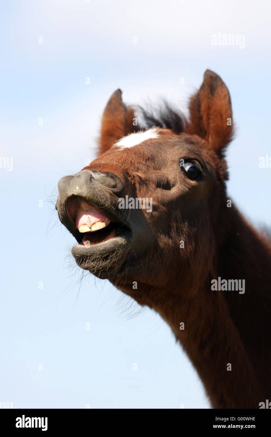 What Is Horse Nickering at Thomas Black blog