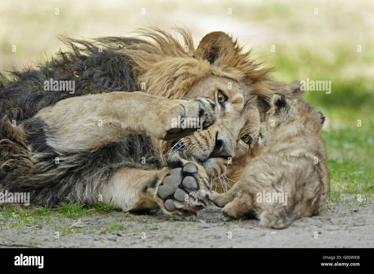 asiatic Lion Stock Photo