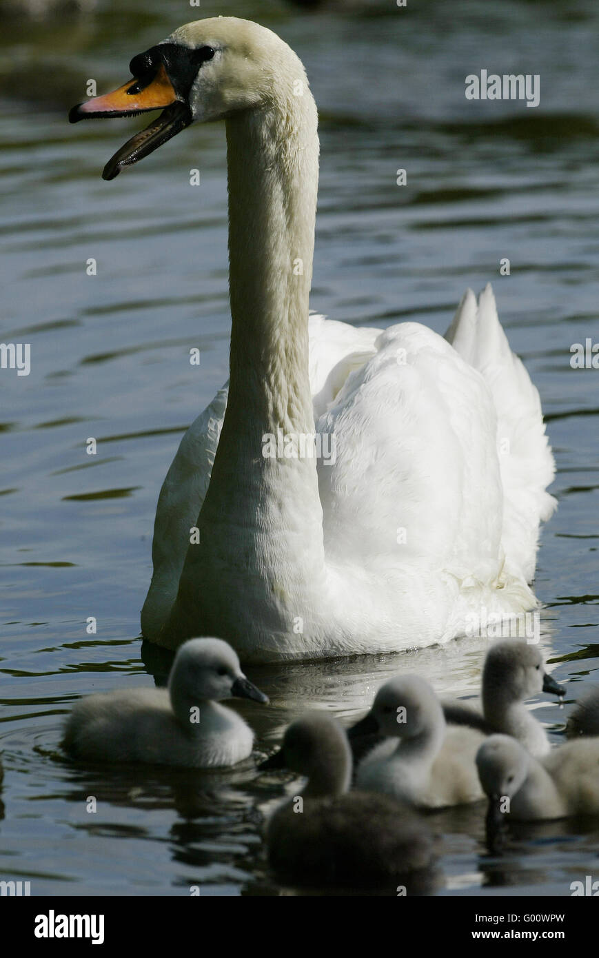 Mute Swan Stock Photo