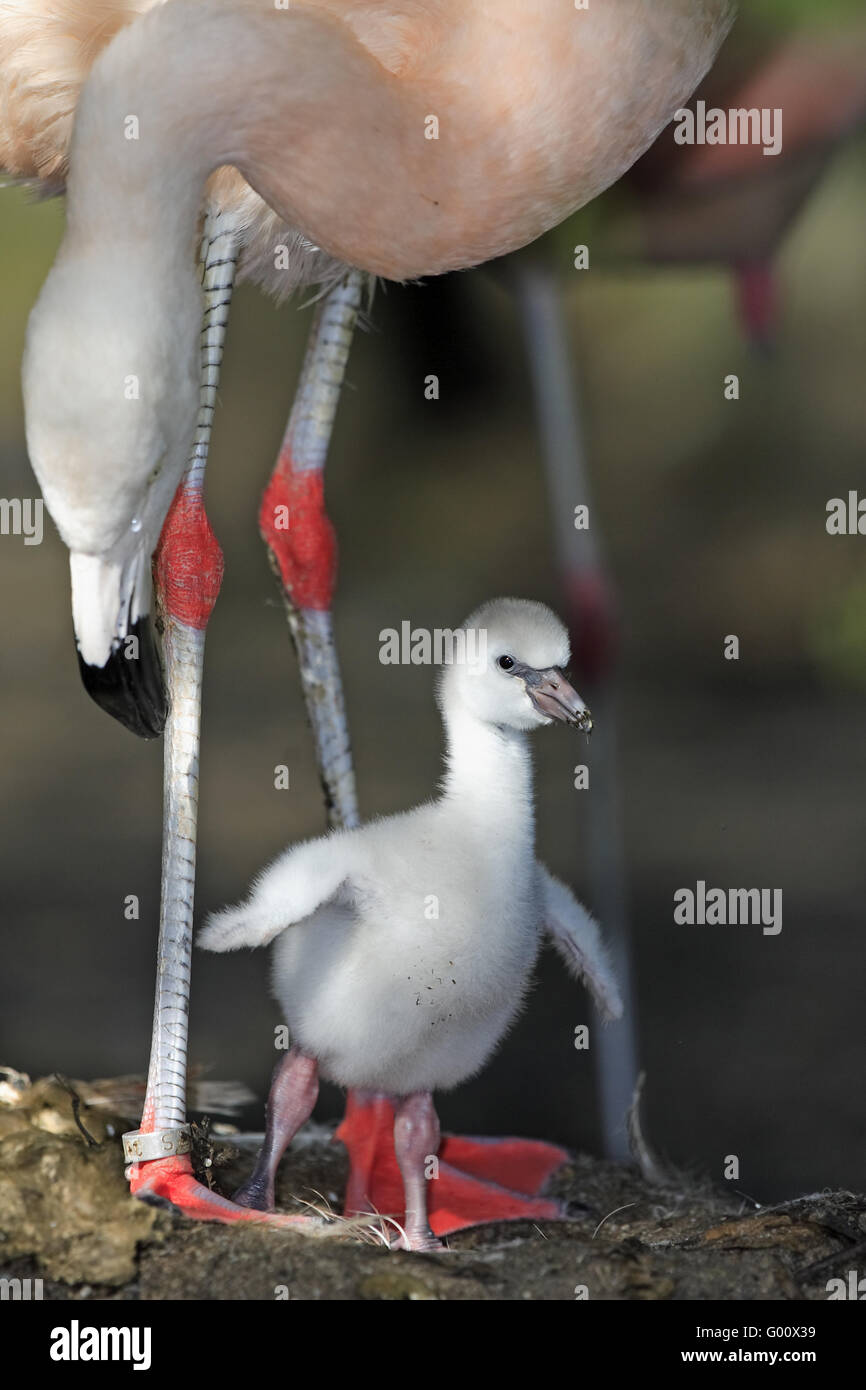 chilean flamingo Stock Photo