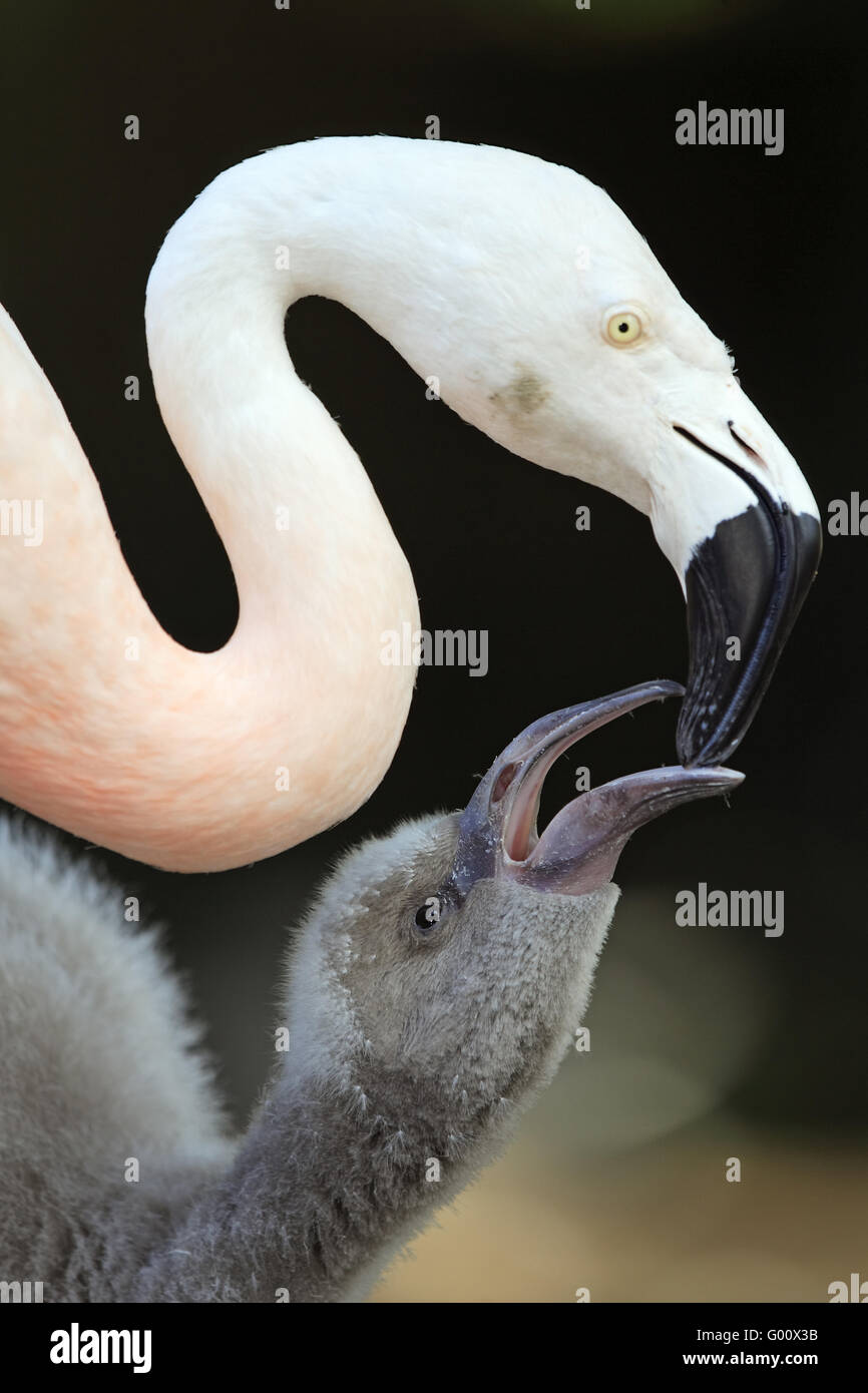 chilean flamingo Stock Photo