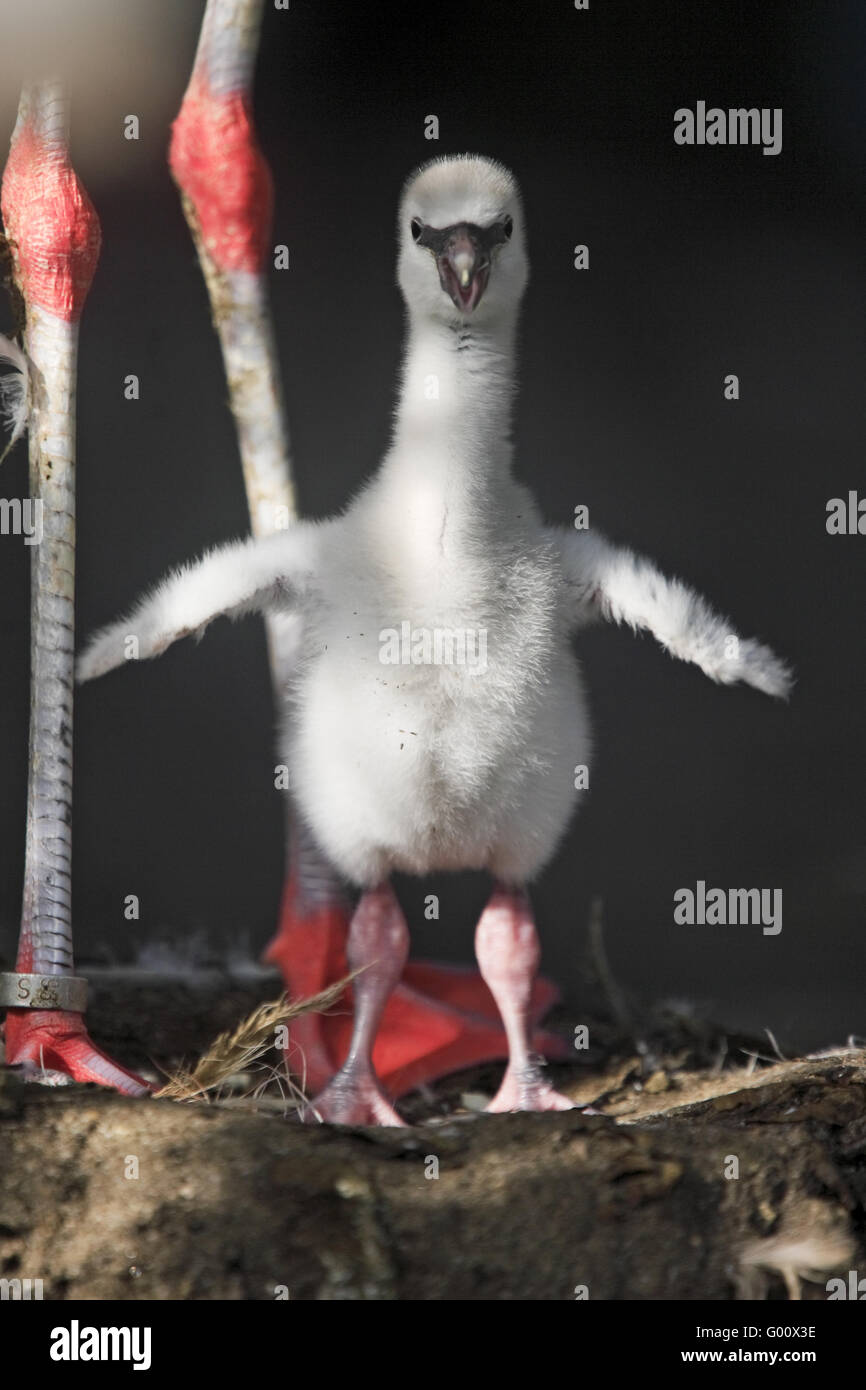 chilean flamingo Stock Photo