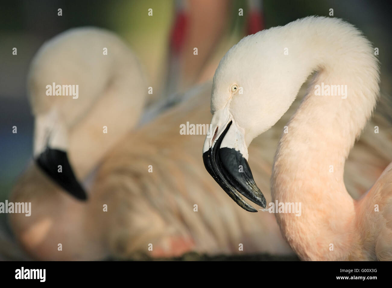 chilean flamingo Stock Photo