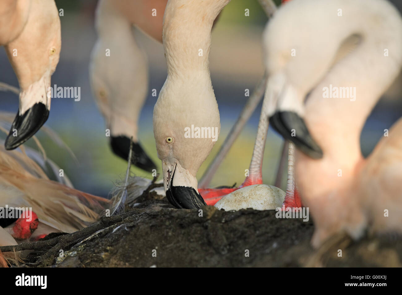 chilean flamingo Stock Photo