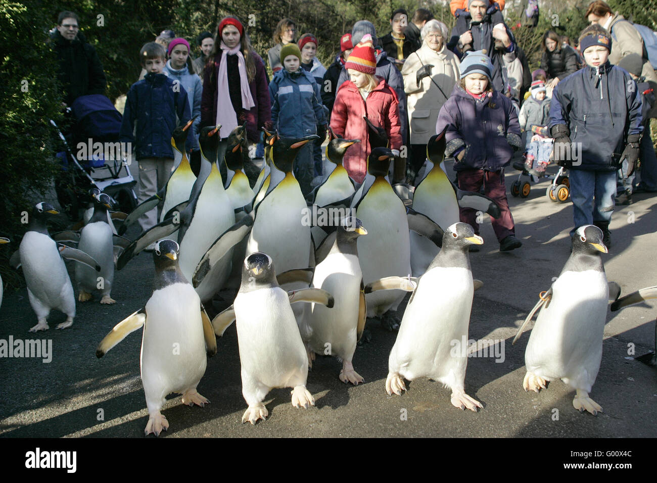 king penguin Stock Photo
