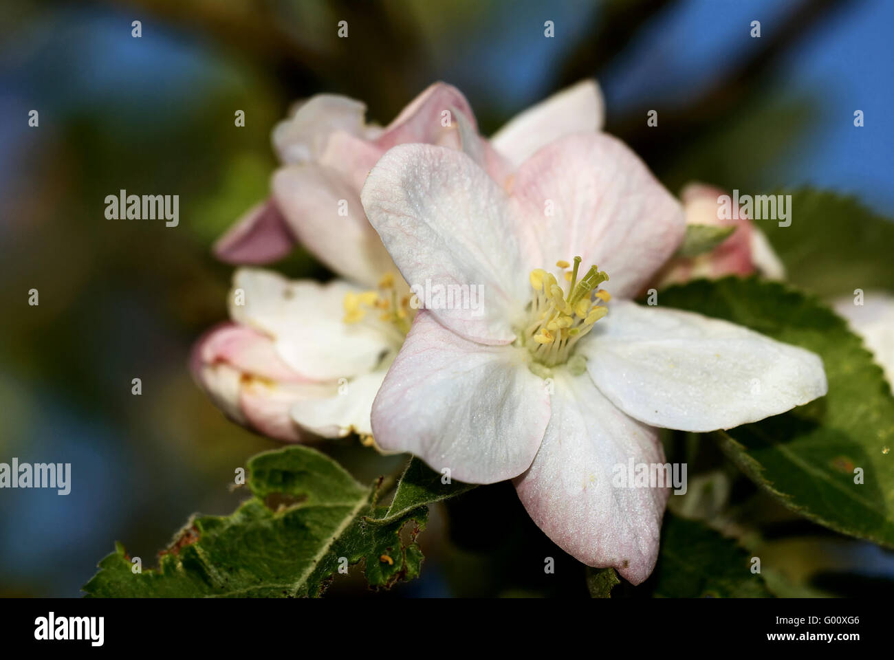 Apple tree in flower Stock Photo