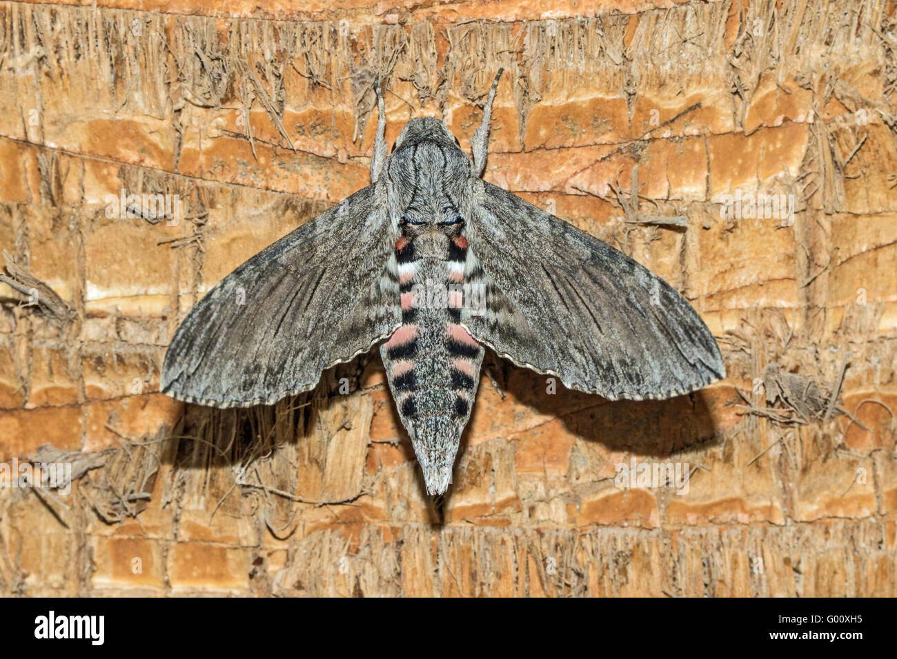 Convolvulus Hawk-moth (Agrius convolvuli), Boa Vista, Cape Verde Stock Photo