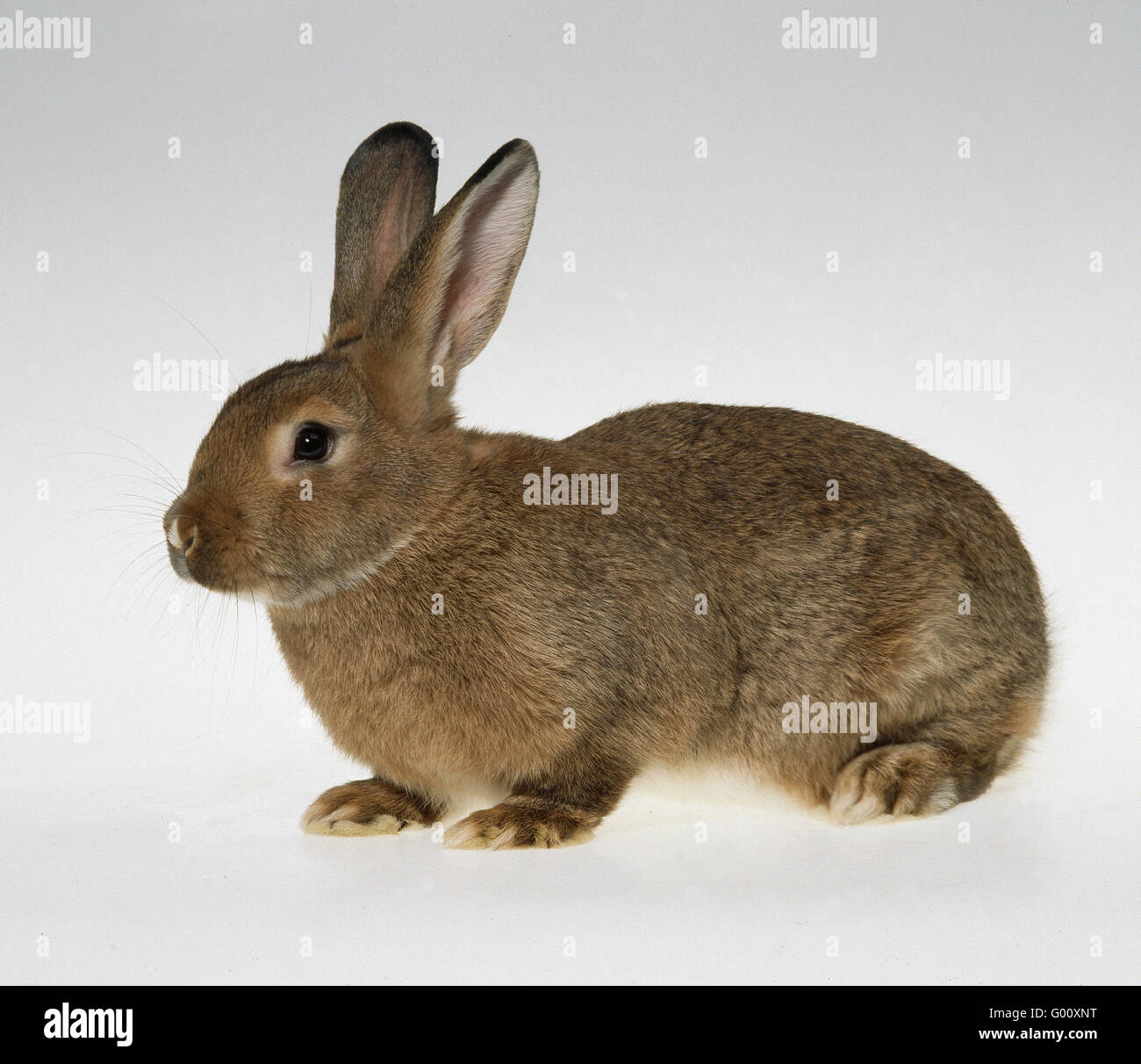 Hare Stock Photo