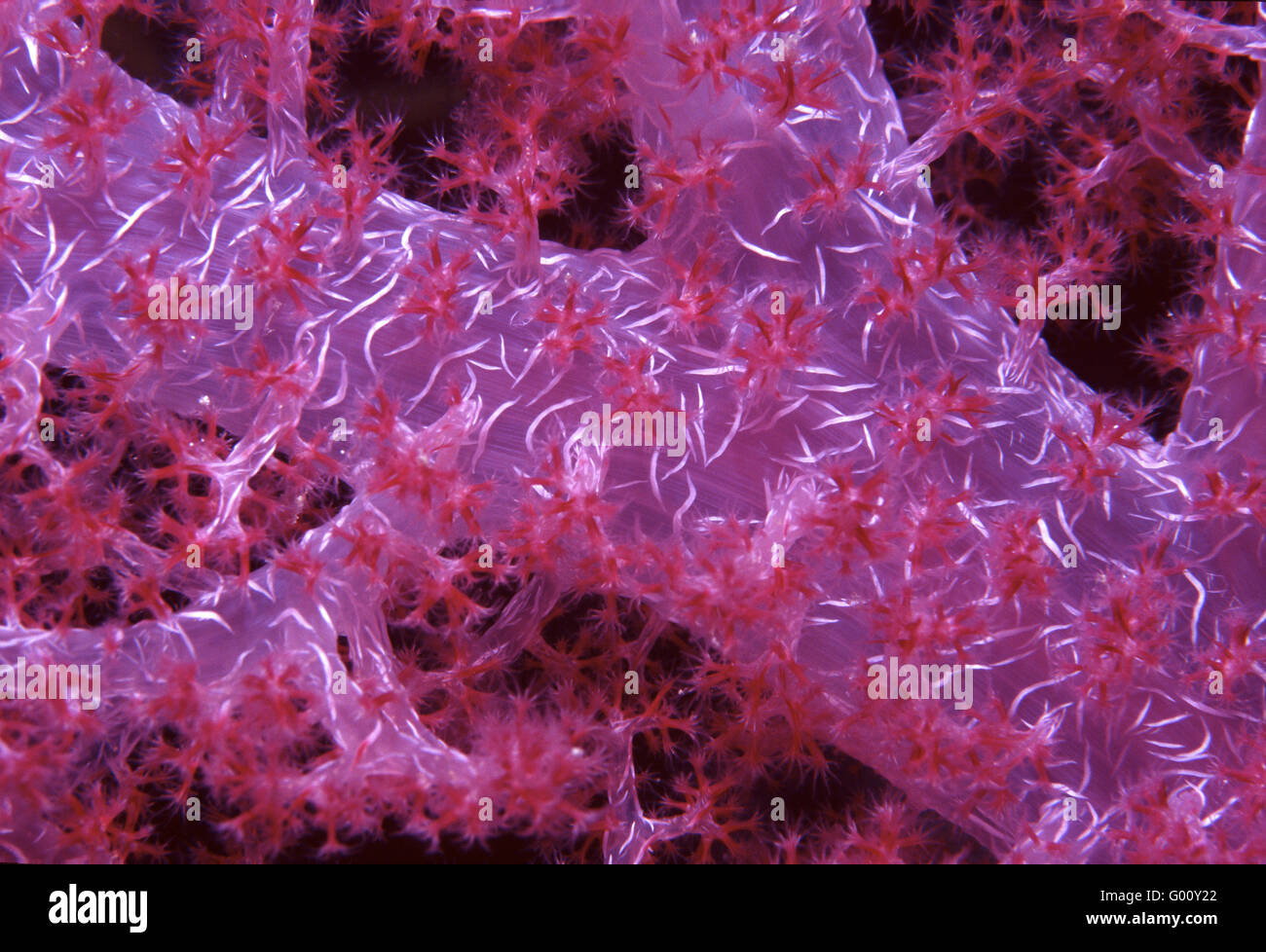 Soft Coral Stock Photo