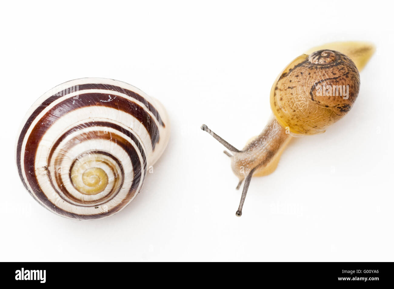 snail with shell Stock Photo