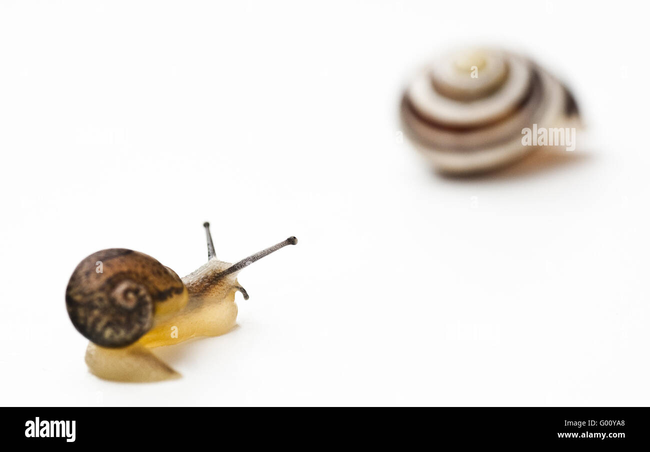 snail with shell Stock Photo