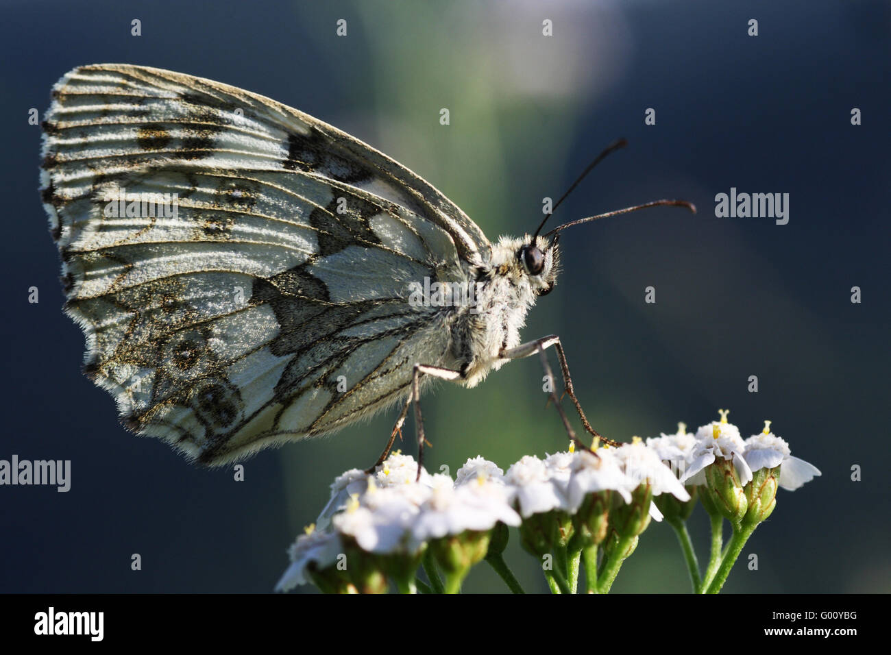 Marbled White Stock Photo