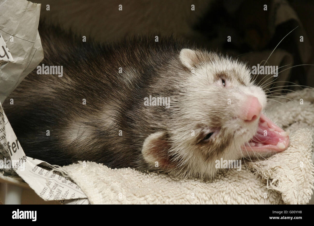 Ferret Stock Photo Alamy