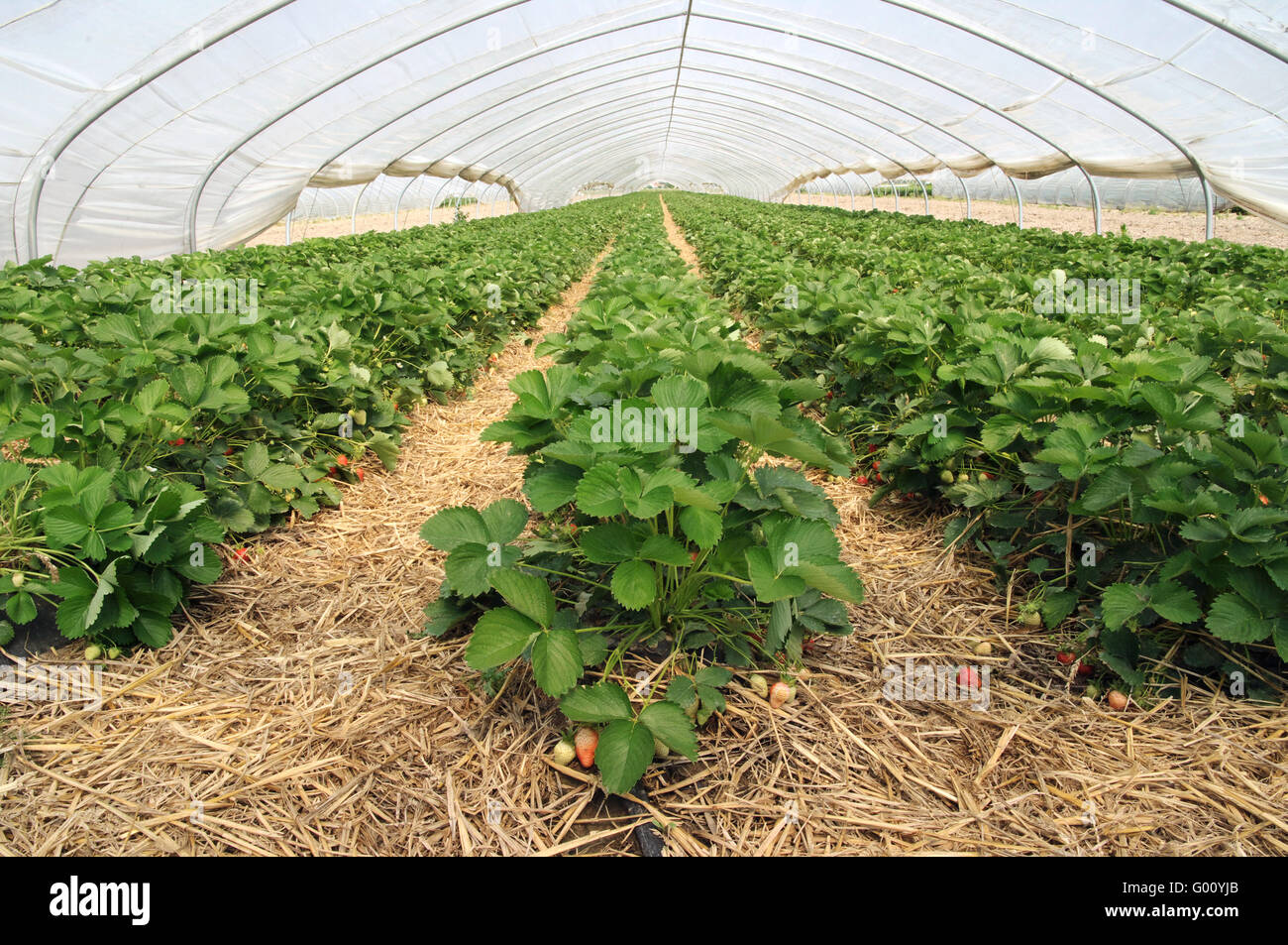 strawberry field Stock Photo