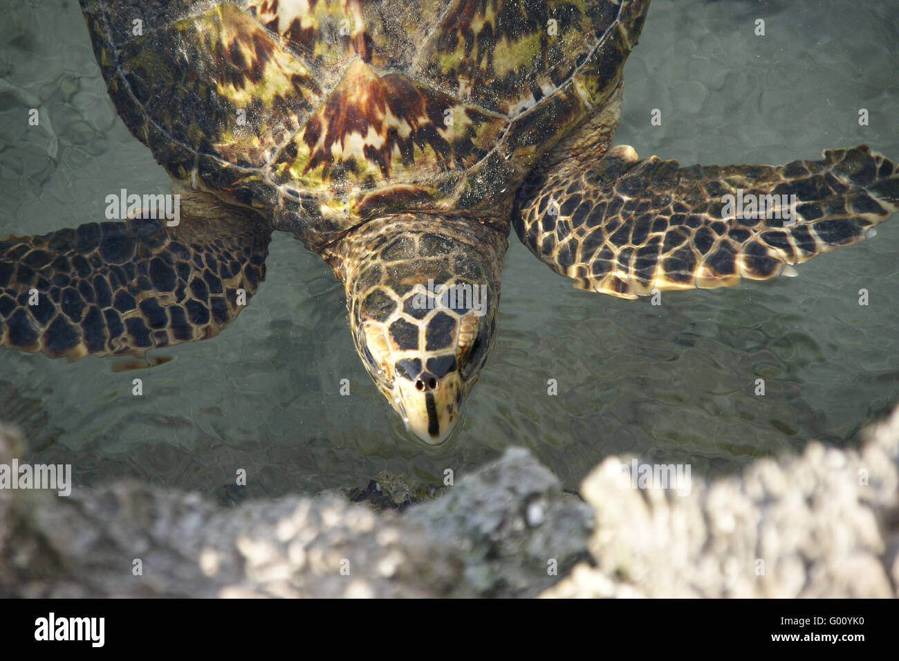 Meeresschildkroete, sea turtle Stock Photo