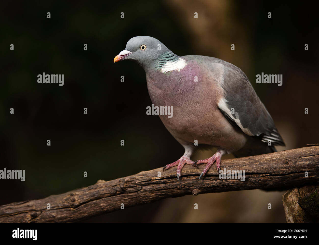 Wood pigeon sitting on a branch in an English country garden. Stock Photo