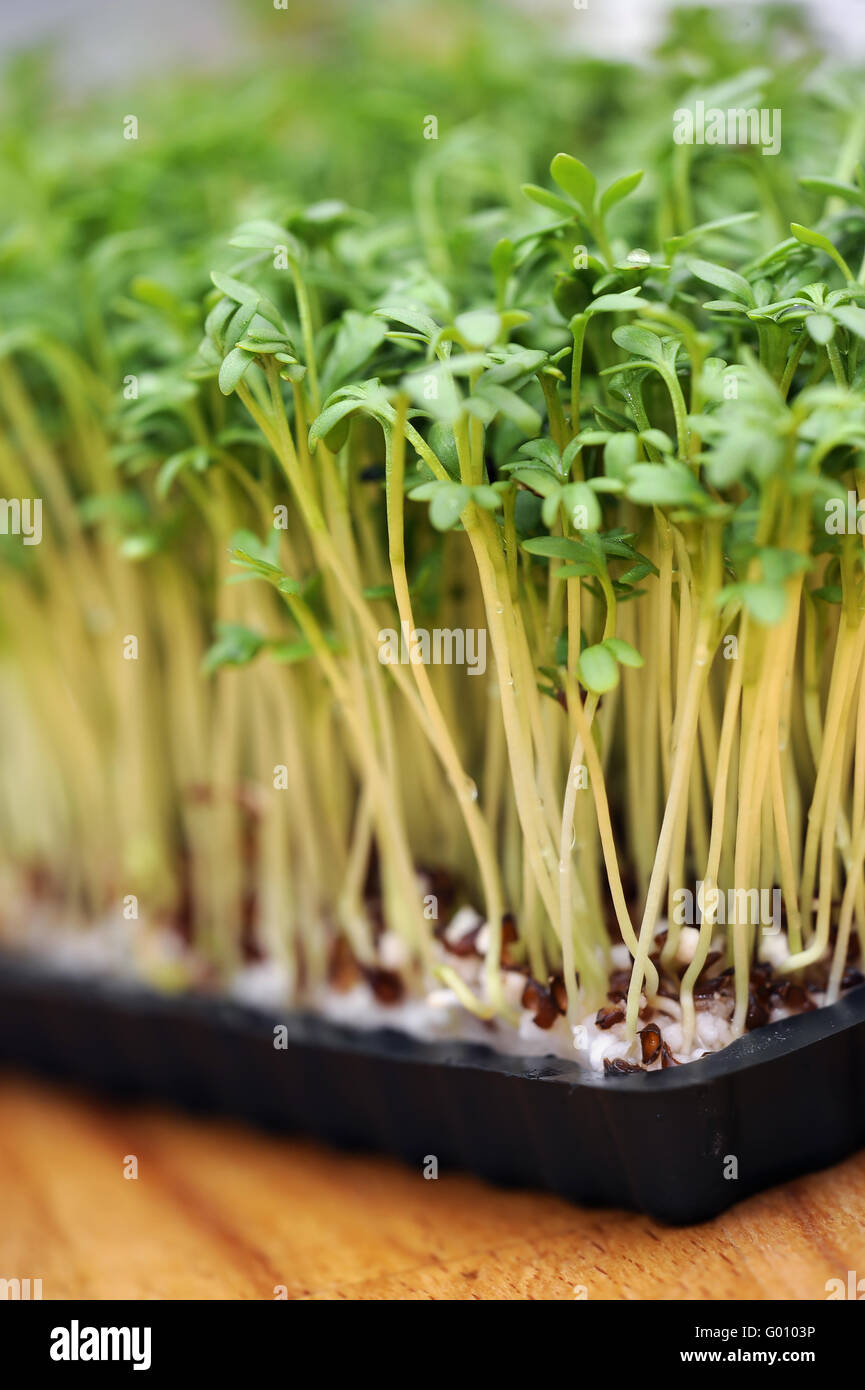 Garden cress Stock Photo Alamy