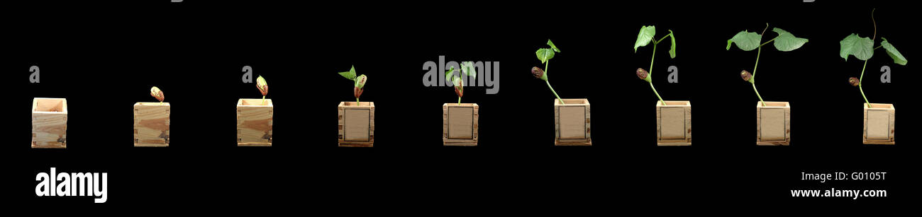 A bean growing through different growth periods Stock Photo