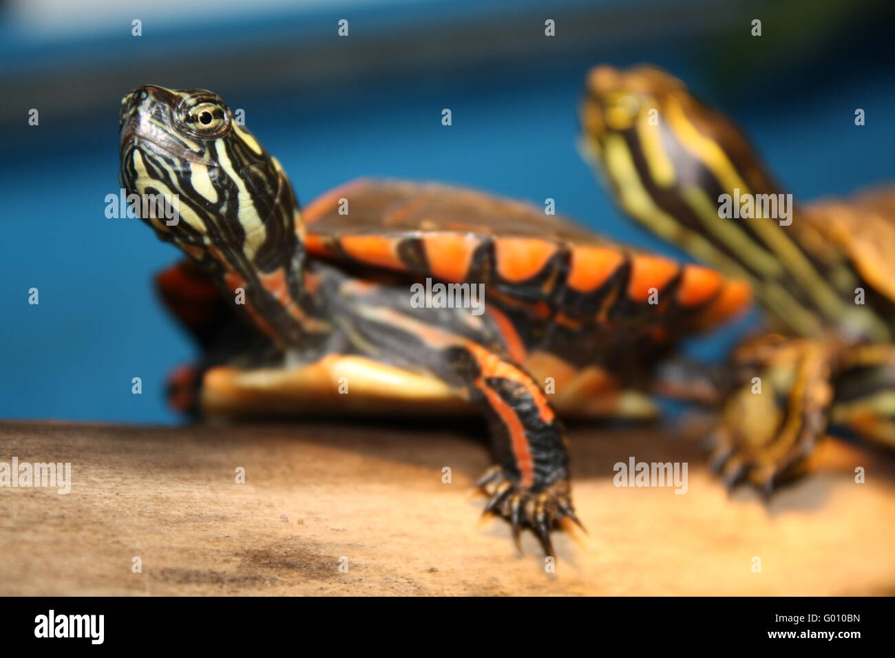 Sunbathing turtles Stock Photo