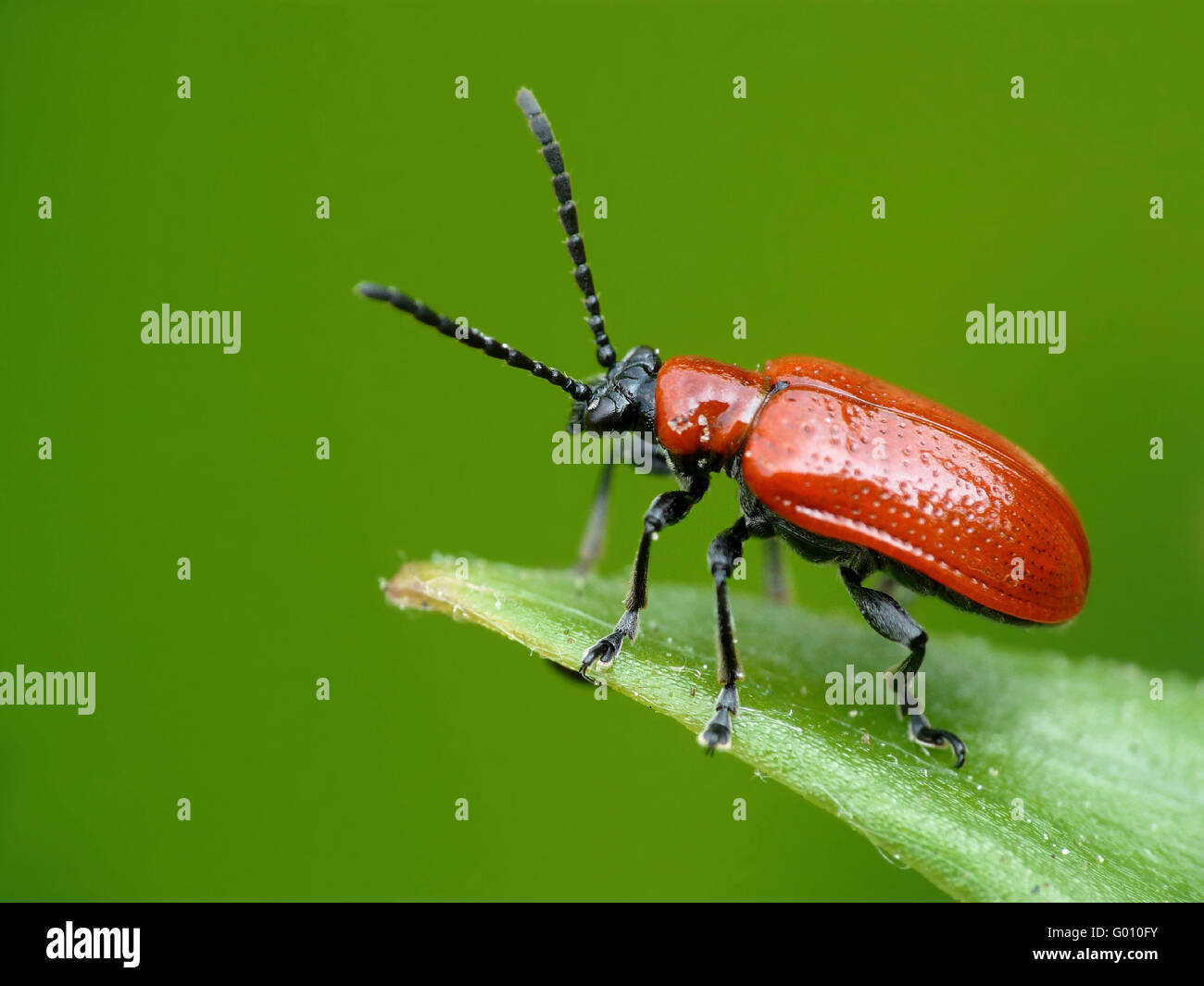 firebug Stock Photo