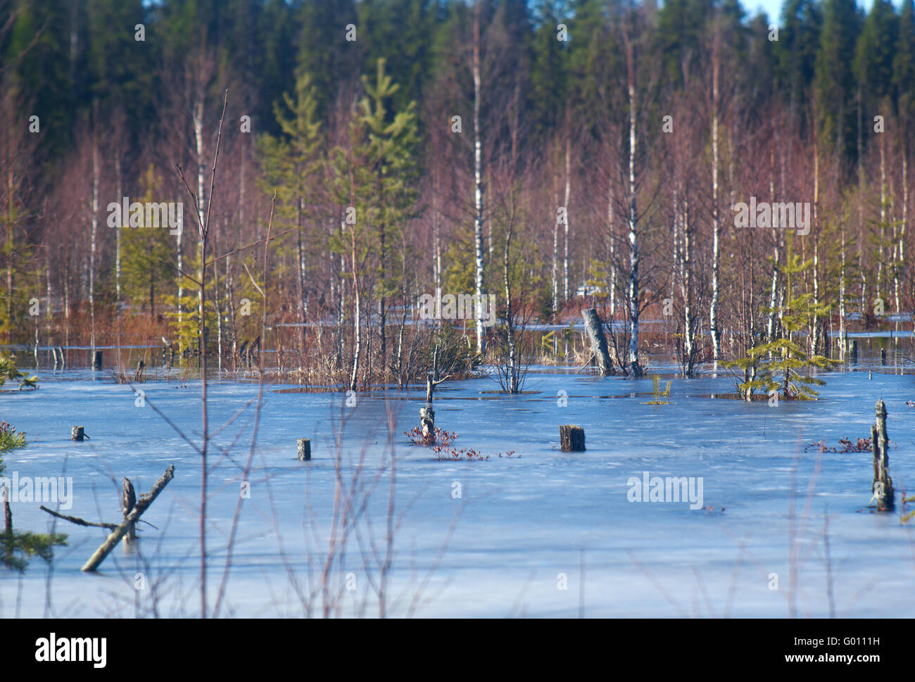 Snowy Russian landscape.melting snow in forest in early spring ...
