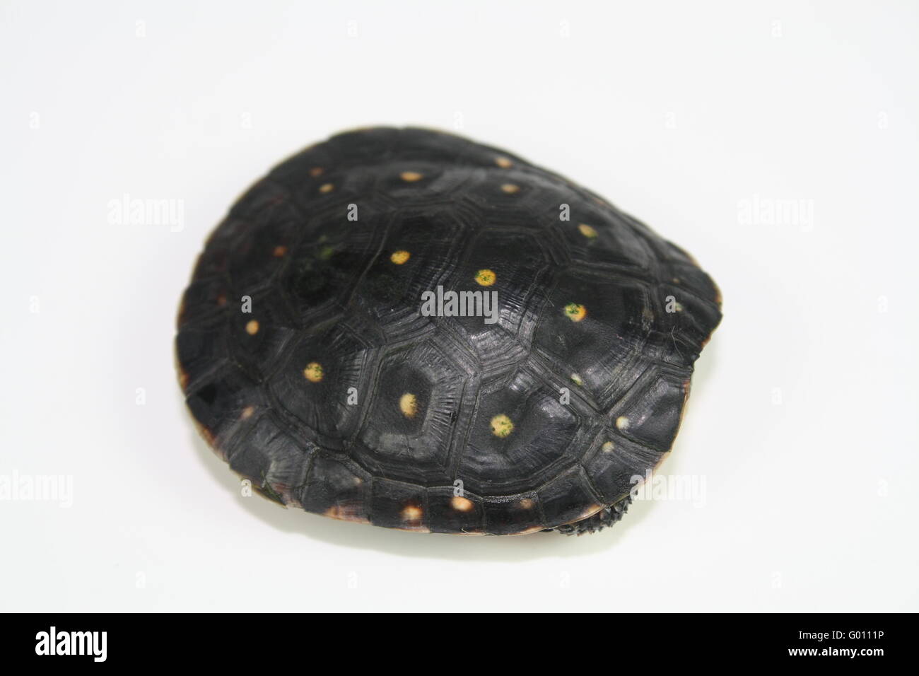 Spotted turtles Stock Photo