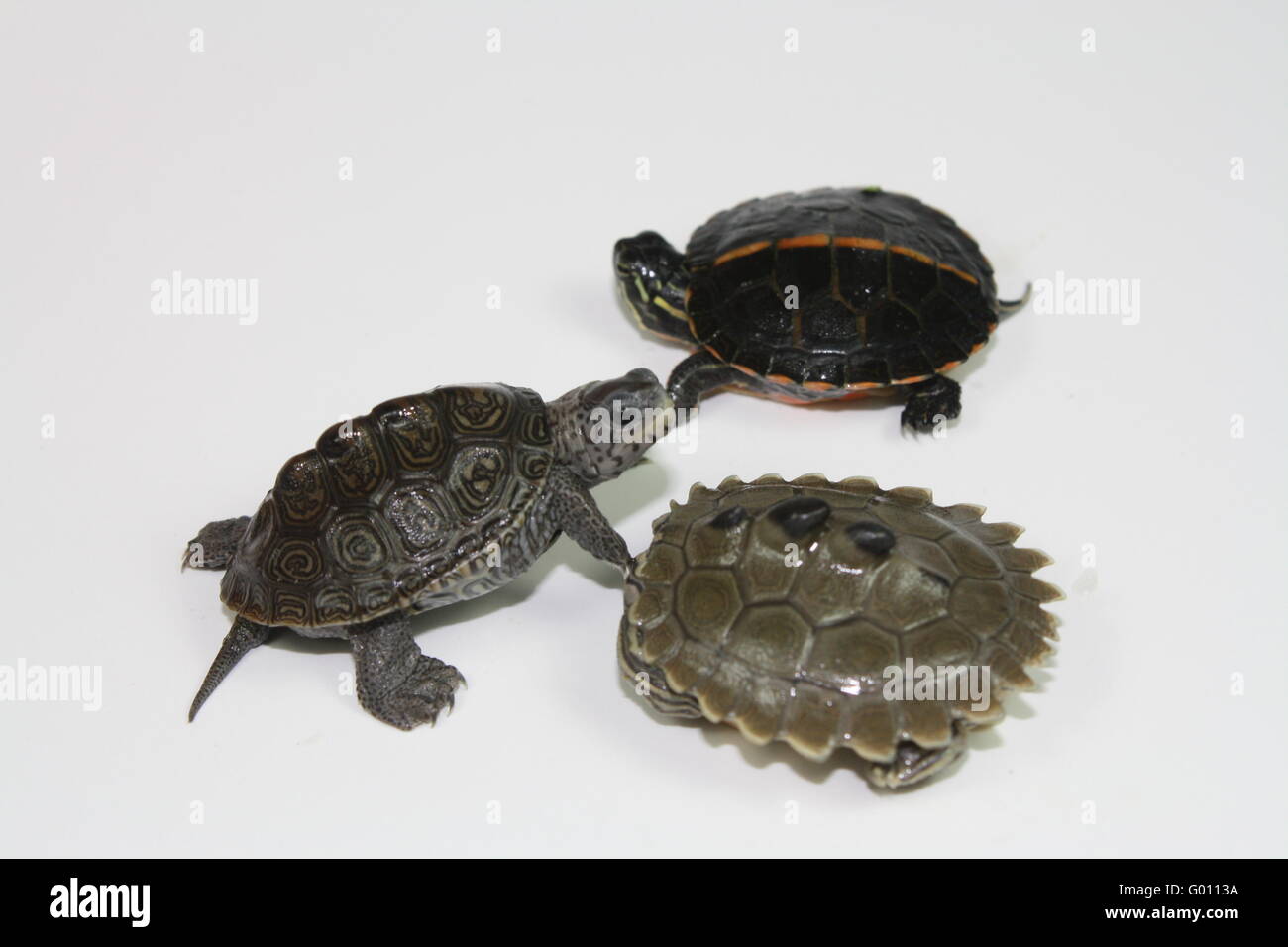 Turtle Hatchlings Stock Photo