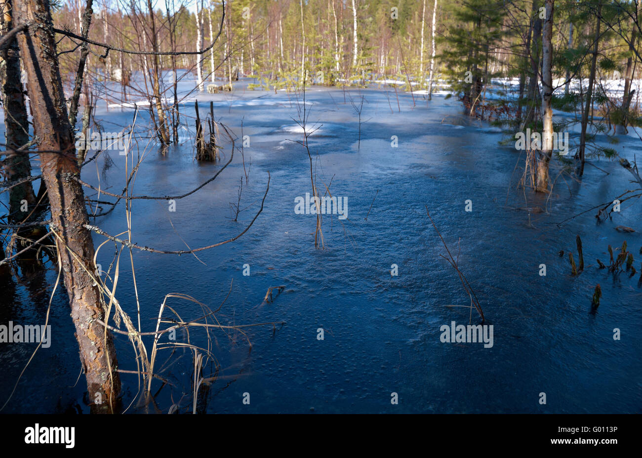 Snowy Russian landscape.melting snow in forest in early spring Stock ...