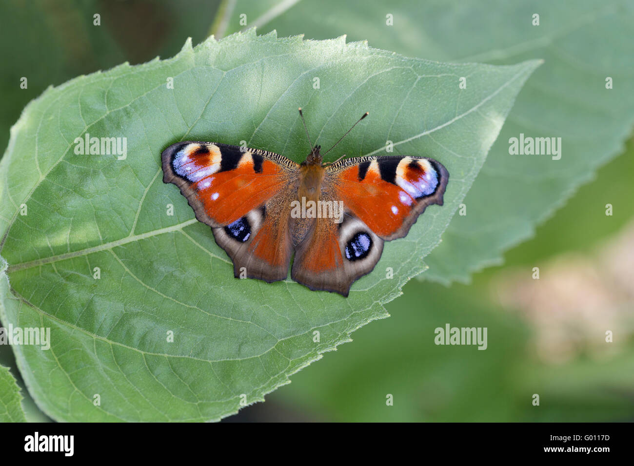 Peacock butterfly (Aglais io) on big green leaf Stock Photo - Alamy