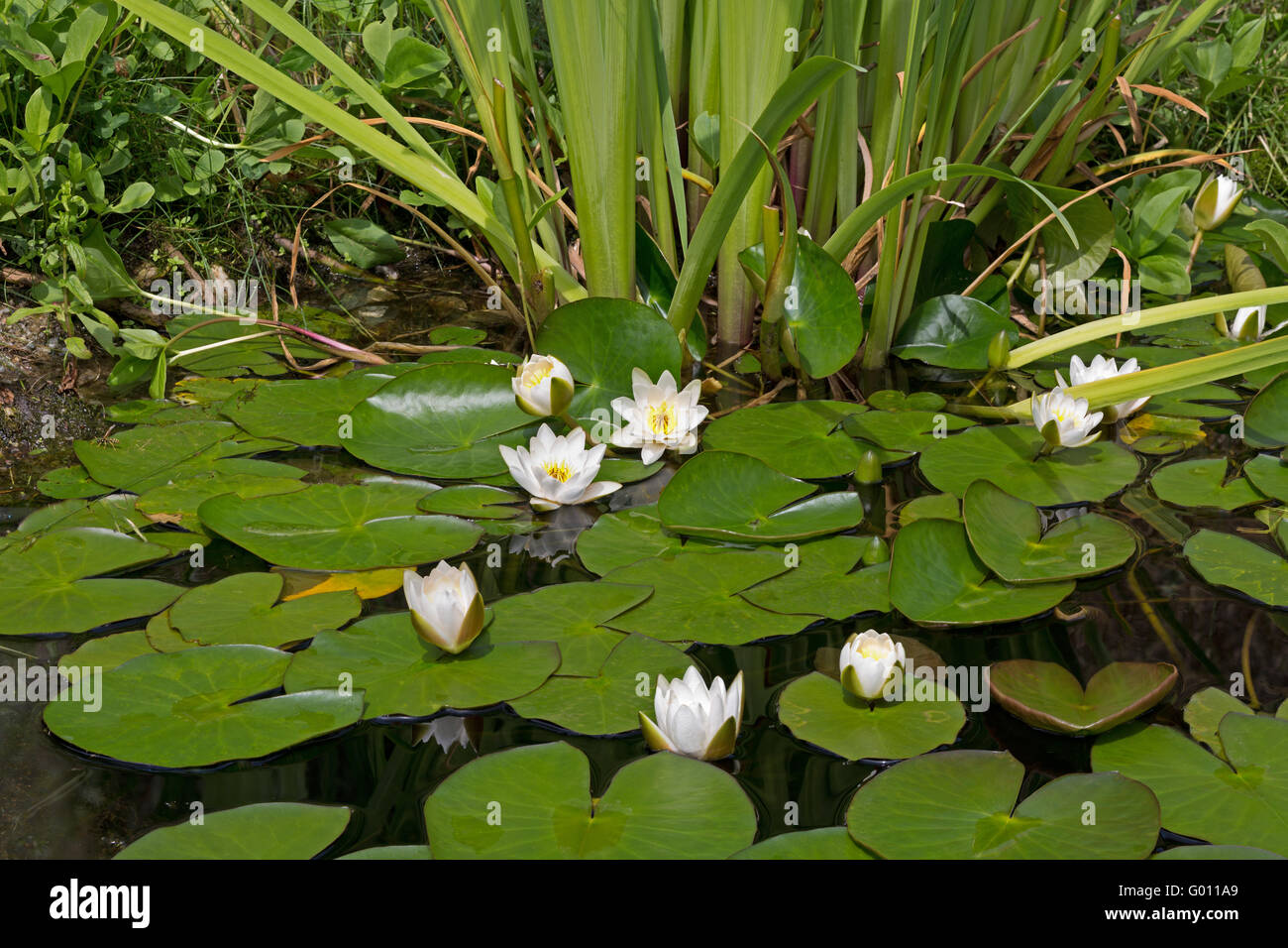 Indian Water Lilies High Resolution Stock Photography and Images - Alamy