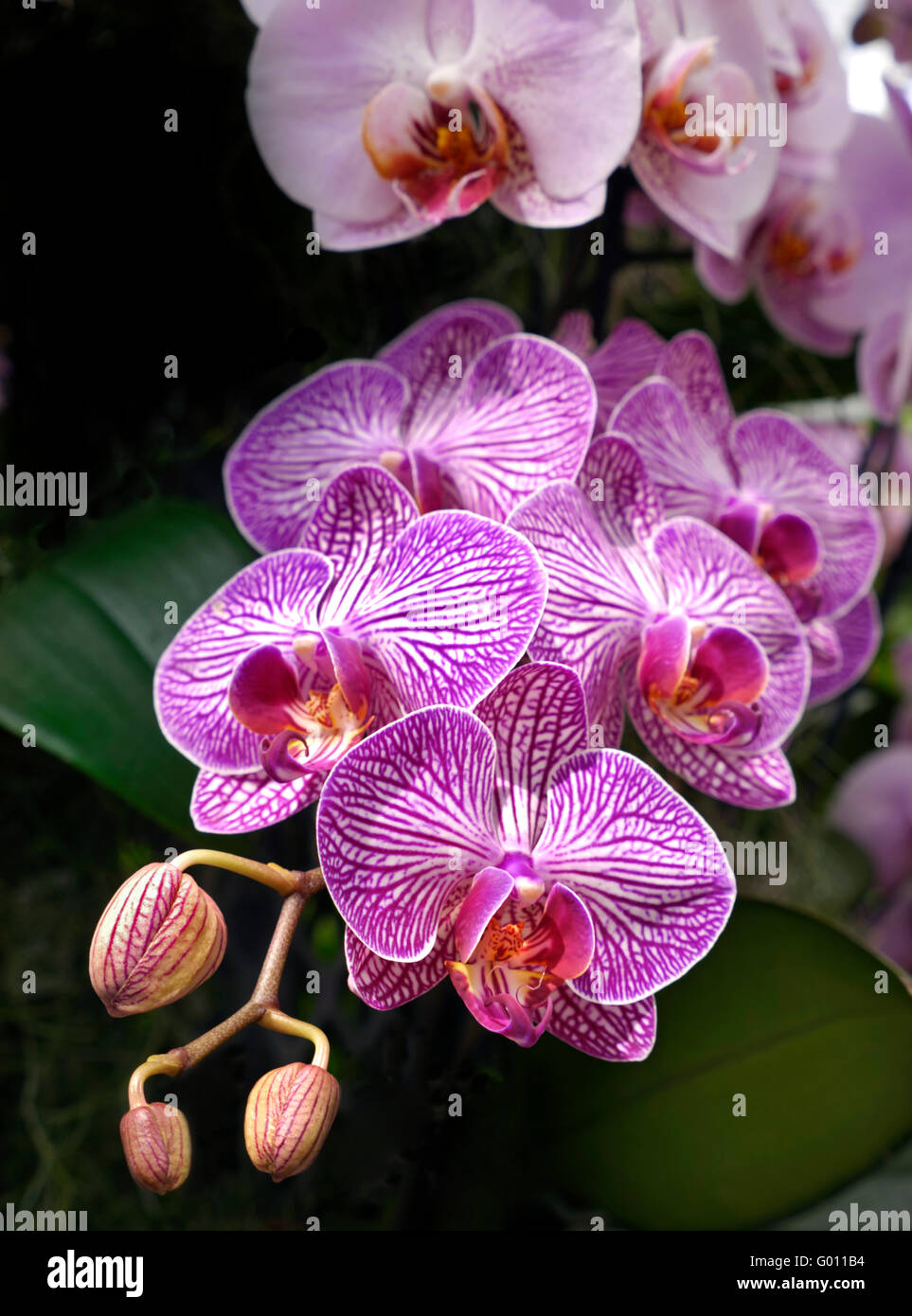 Orchids phalaenopsis Moth Orchid close view in spring with buds Stock Photo