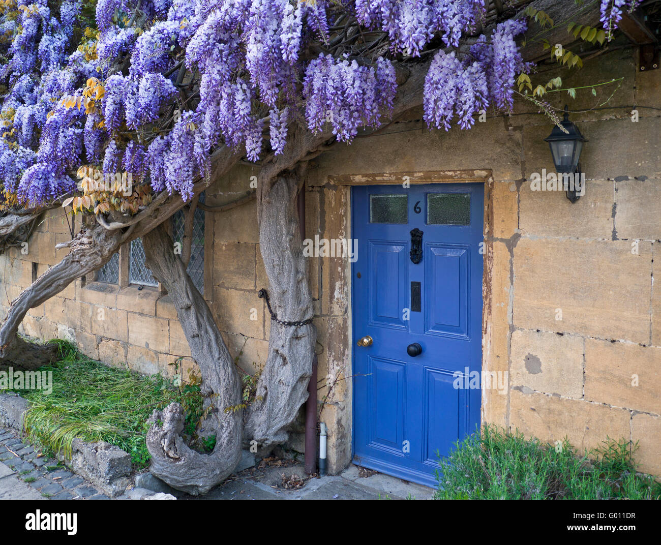 Vibrant Wisteria on wall of historic cottage at dusk in the center of Broadway village Cotswolds England Worcestershire UK Stock Photo